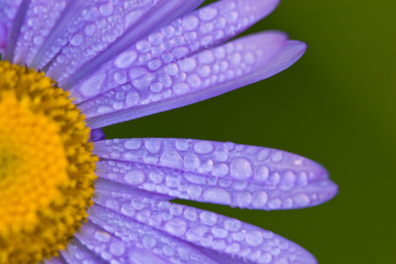 Dew Drops On Subalpine Daisy